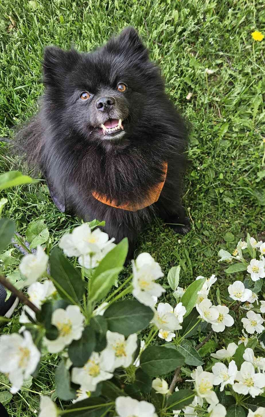 Medium bork!