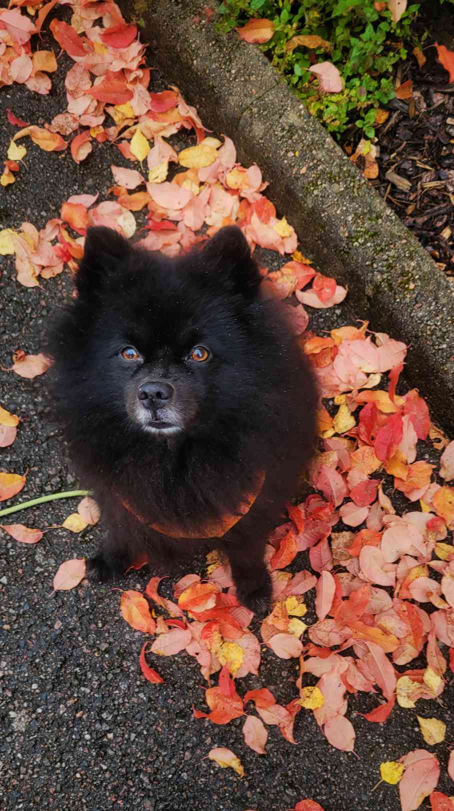 Wow bork!